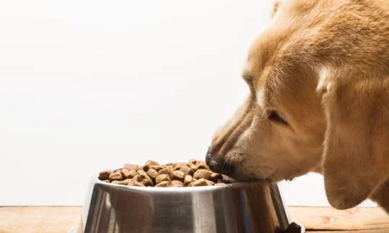 alimentation et croquettes pour chiens
